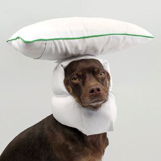 between two naps Sleepover XL dog head pillow which features a pillow on top of a dogs head
