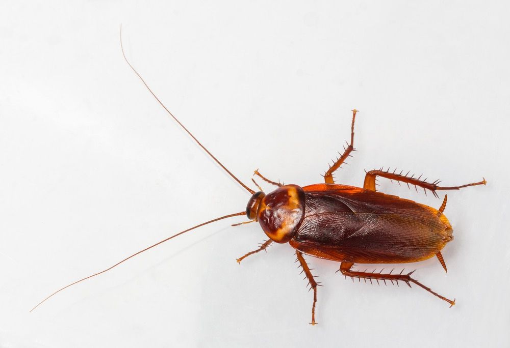 American cockroach