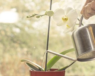 Watering orchid on bright windowsill