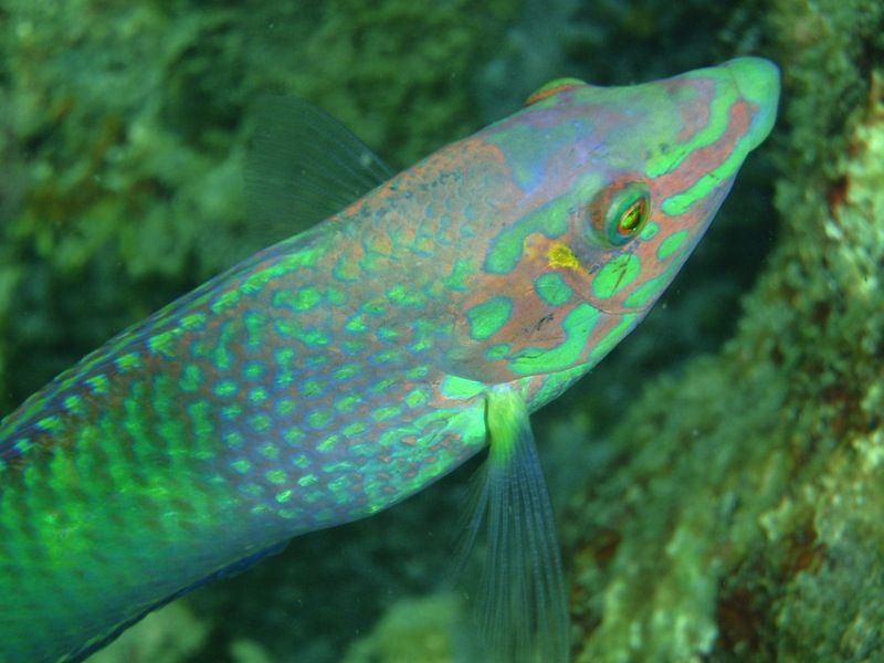 Fluorescent Fish