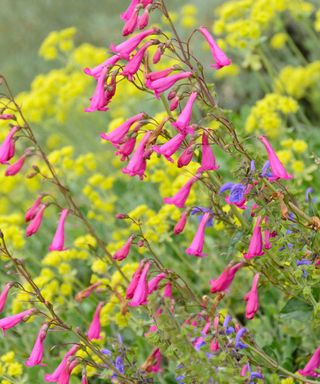 pink penstemon