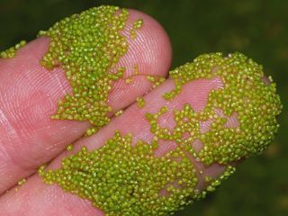 Watermeal on human fingers. Tons of tiny green specks are seen on two human fingers.