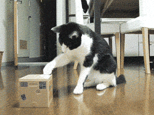 Cat Confused by Paw in Box