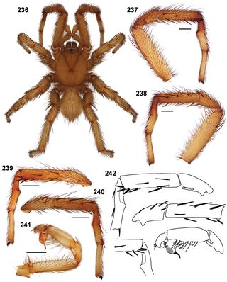 star wars, species, names, sarlacc spider