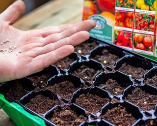 Gardener plants tomato seeds into seedling tray