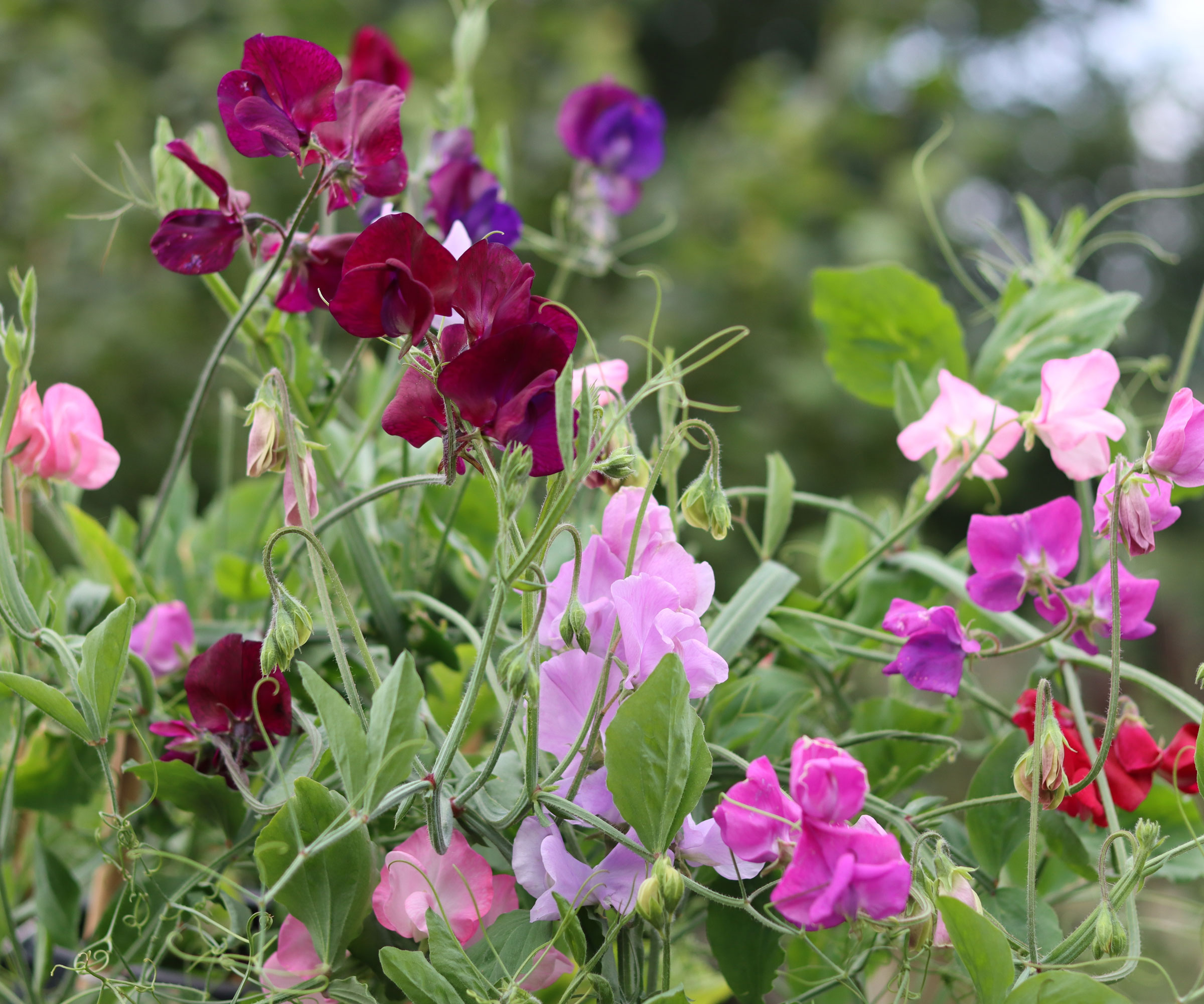 sweet pea Mammoth Mixed variety in garden border