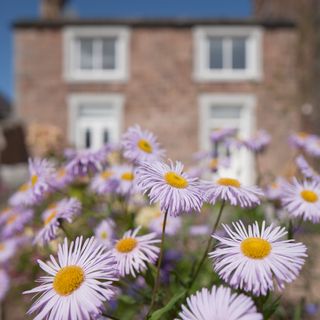 close up of Michaelmas daisies with house in the background