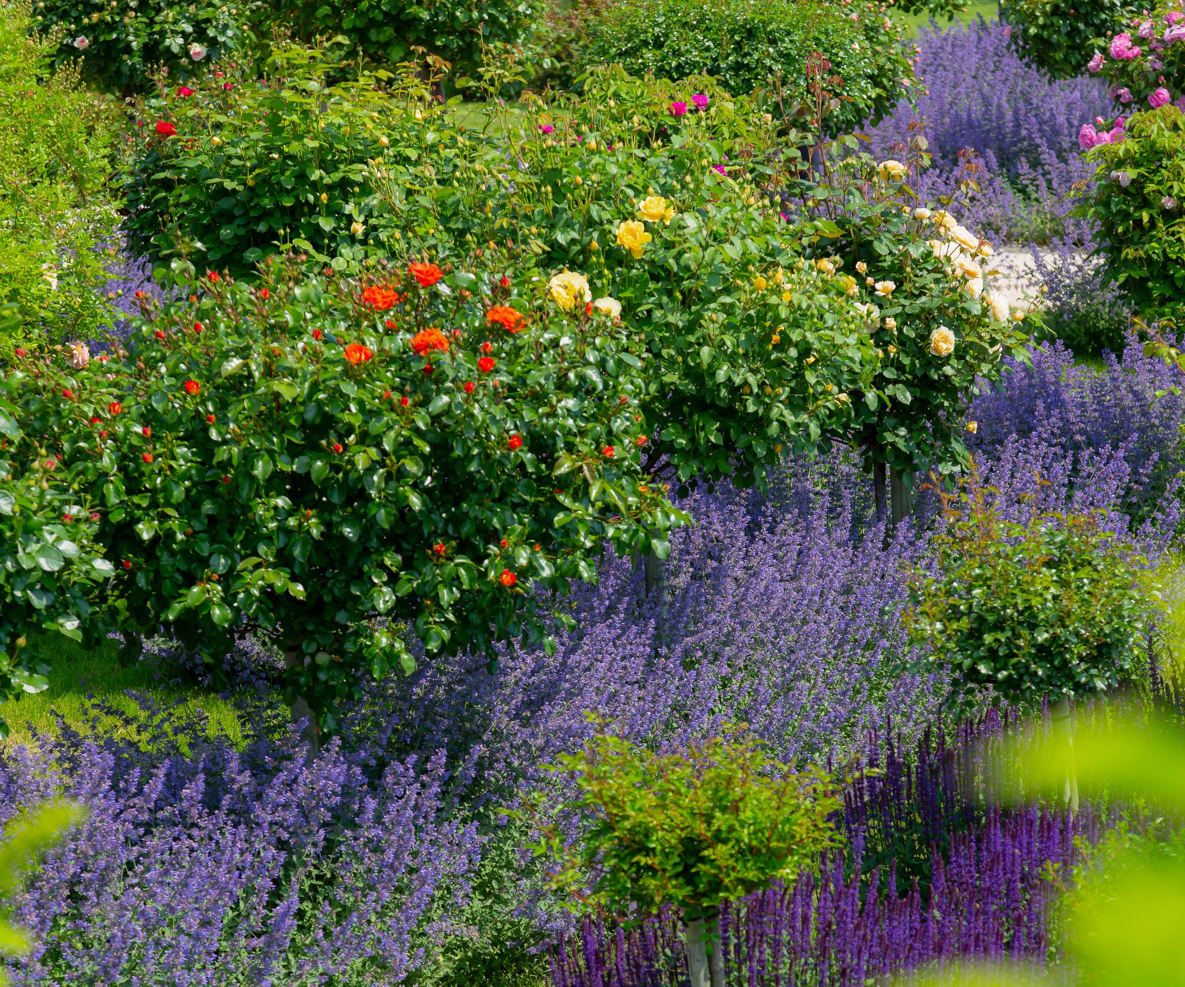 A garden with purple red and yellow flowers