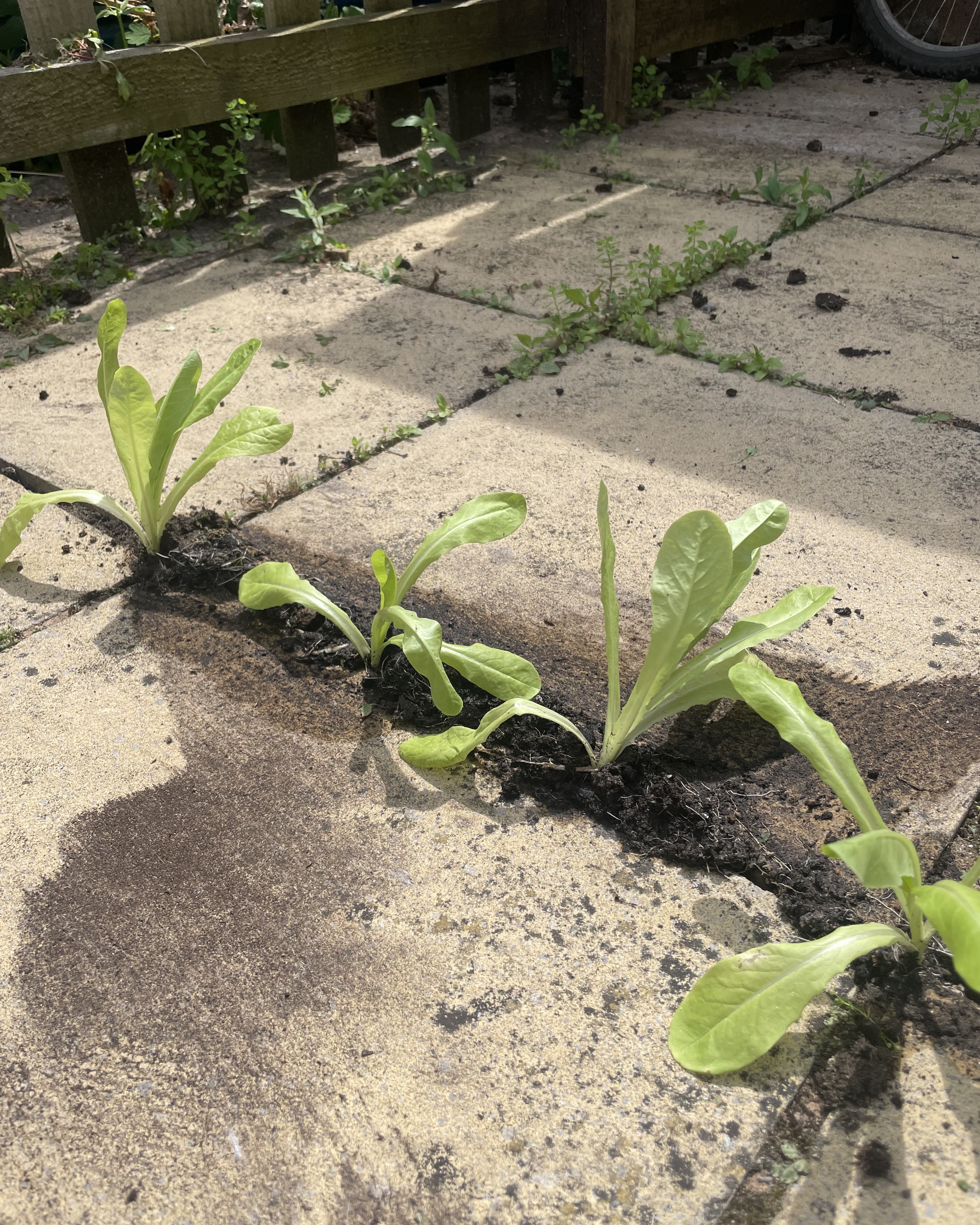 Lettuce shoots growing out of block paving
