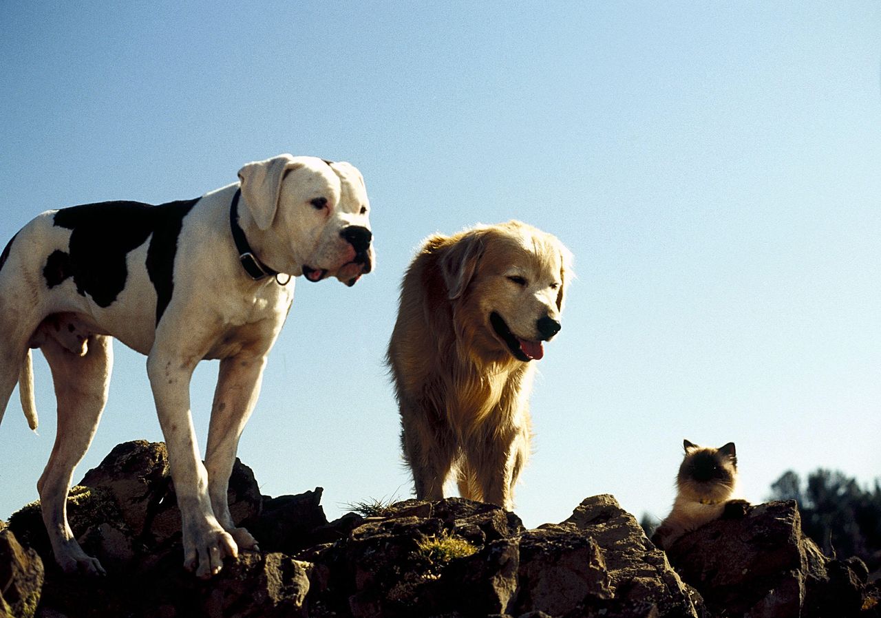Two dogs &mdash; one large white dog with black patches and one golden retriever &mdash; stand on rocky ground under a clear blue sky, looking down toward a small fluffy cat perched on a lower rock beside them.
