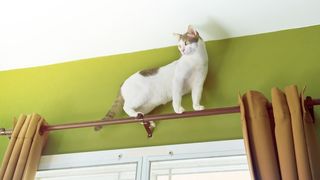 cat walking on curtain rail