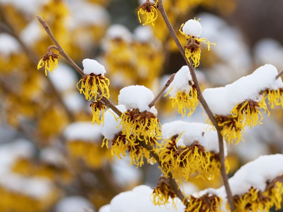 Plants That Look Good All Year Plants That Provide Winter Interest