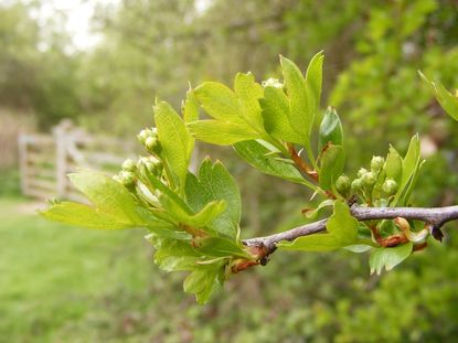 mayhaw prop 1