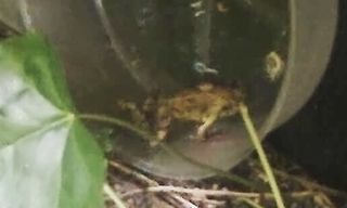 frog running on an exercise wheel