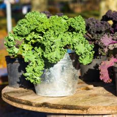Kale growing in pots on table
