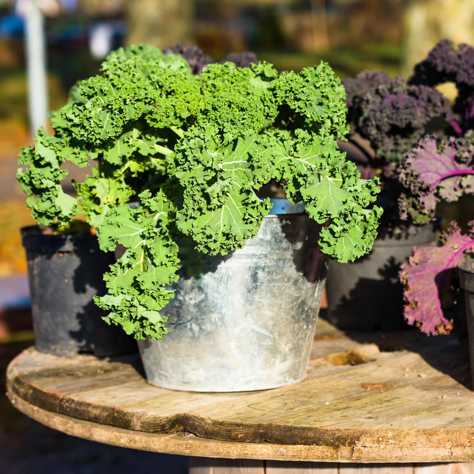 Kale growing in pots on table