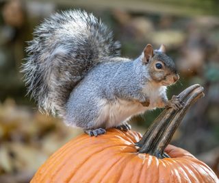 Squirrel on pumpkin