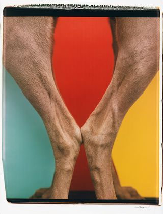 Colourful picture of dogs legs