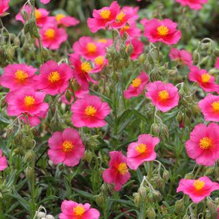 Pink rock rose or Cistus in drought tolerant garden