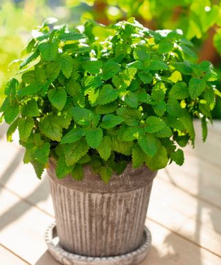 Lemon balm growing in a container on a balcony