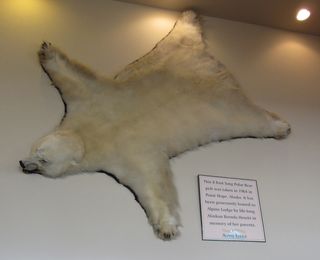 Polar Bear Pelt on a Wall