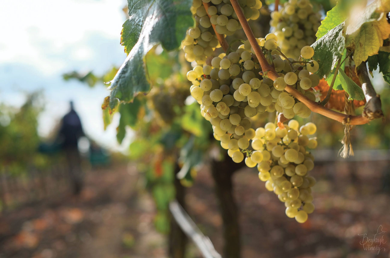 A bunch of white wine grapes in a vineyard