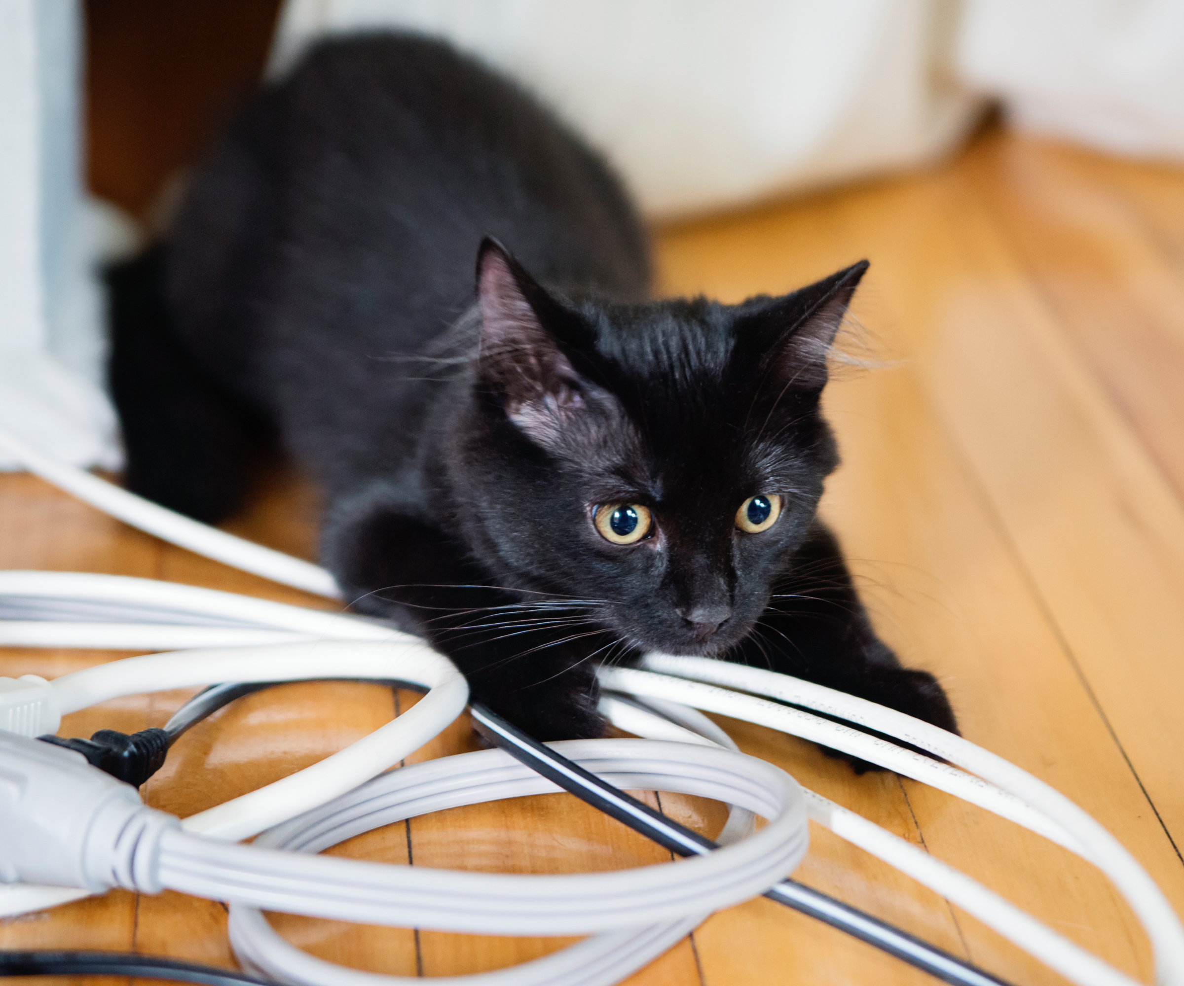 black cat with paws on cables on wooden floor