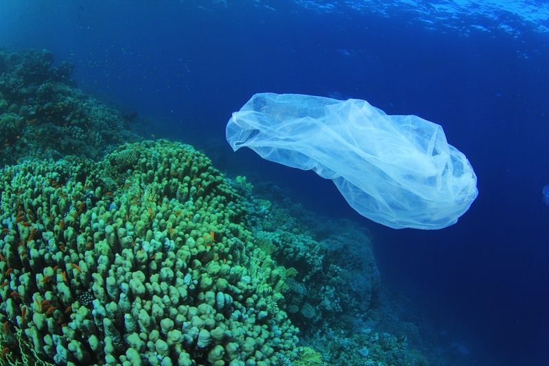 plastic bag floats over coral reef