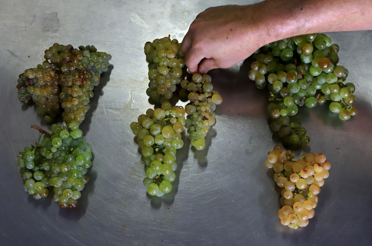 Swartland grapes