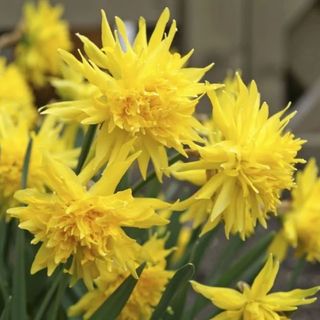 Rip Van Winkel daffodils