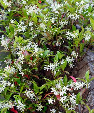 Mediterranean plants Trachelospermum jasminoides AGM in flower