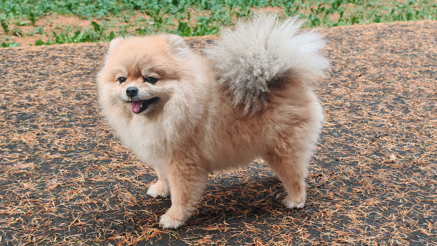 Pomeranian side on to camera on path