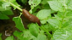 picture of a slug on a plant stem to support advice on using Hortiwool as a slug deterrent