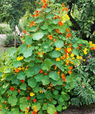 Climbing variety of nasturtiums creating a mountain of color in a garden border