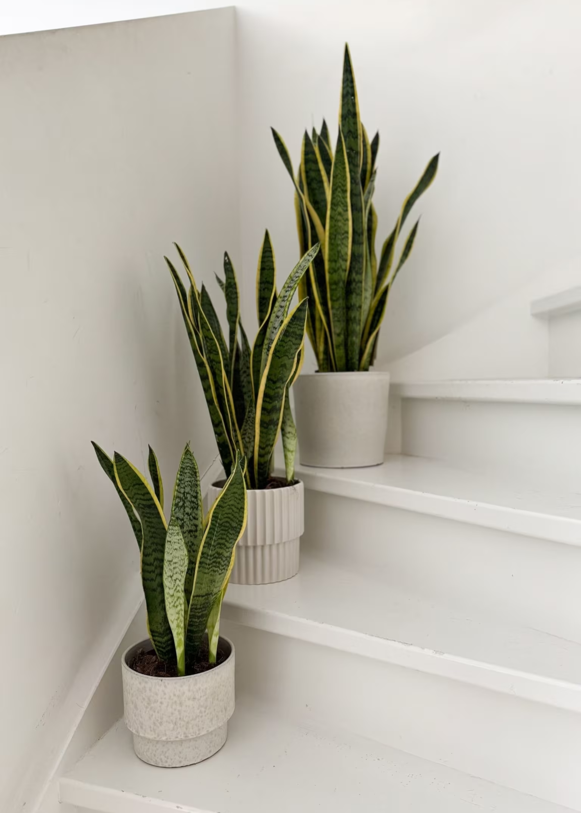 Three potted snake plants in minimalist planters on a white staircase