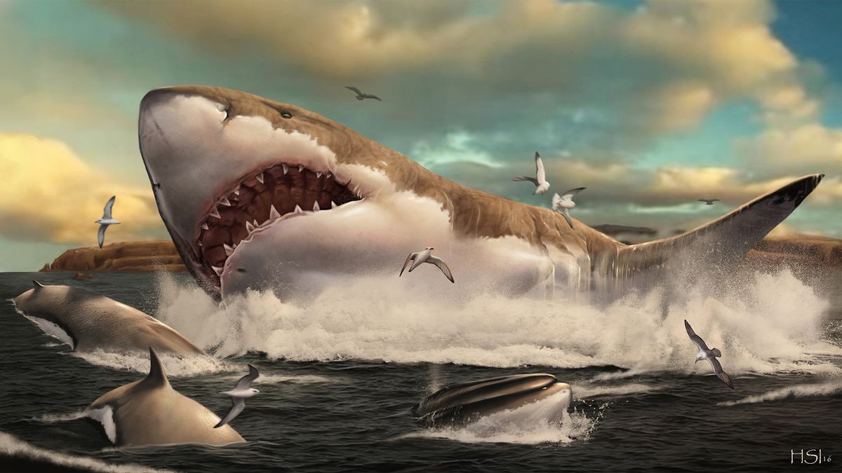 Megalodon nurseries reveal world’s largest shark had a soft side | Live