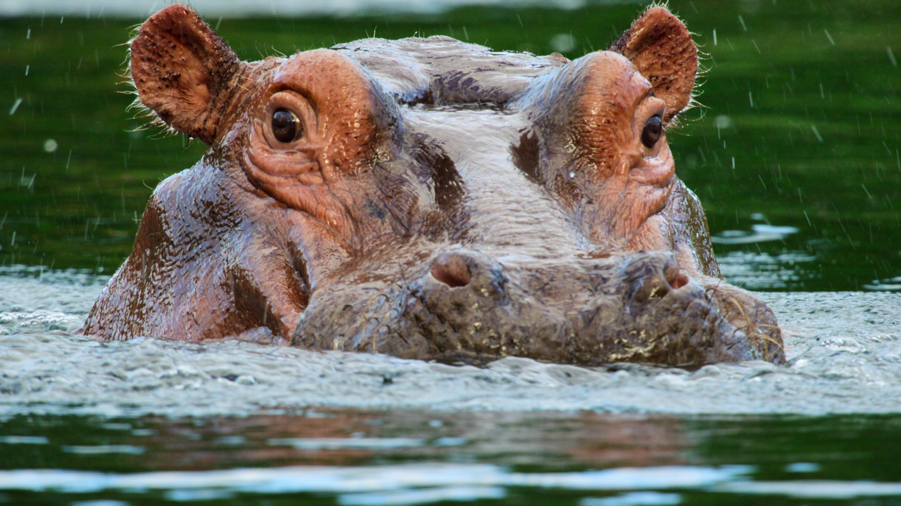 An image of a hippo mostly submerged in water, peeking out in &ldquo;Our Great National Parks.&rdquo;