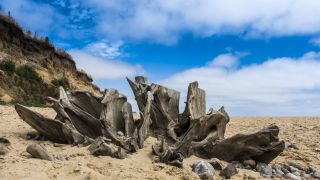 Weathered tree stump at Covehithe beach on the Suffolk coast