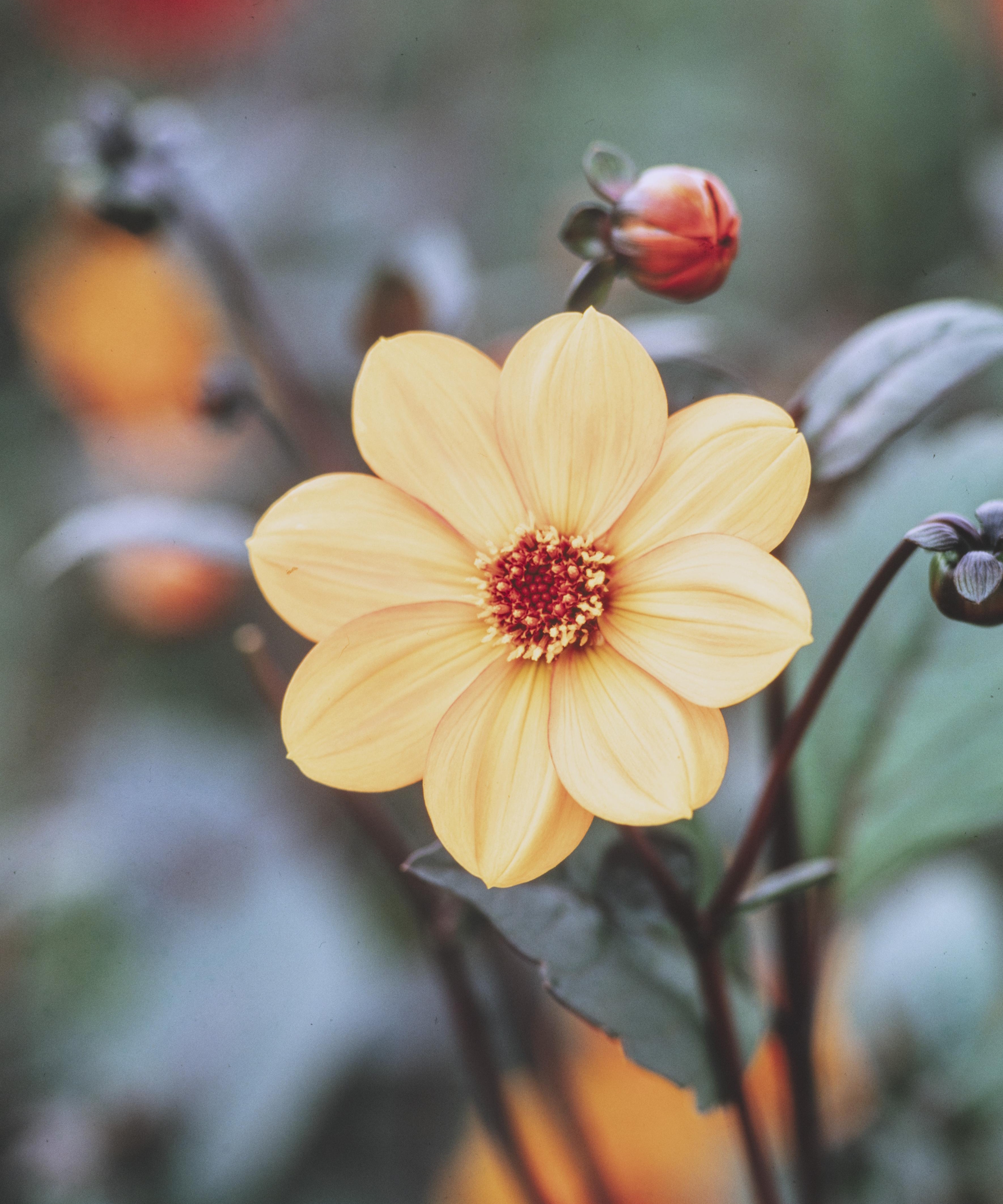 A light orange dahlia flower and buds up close