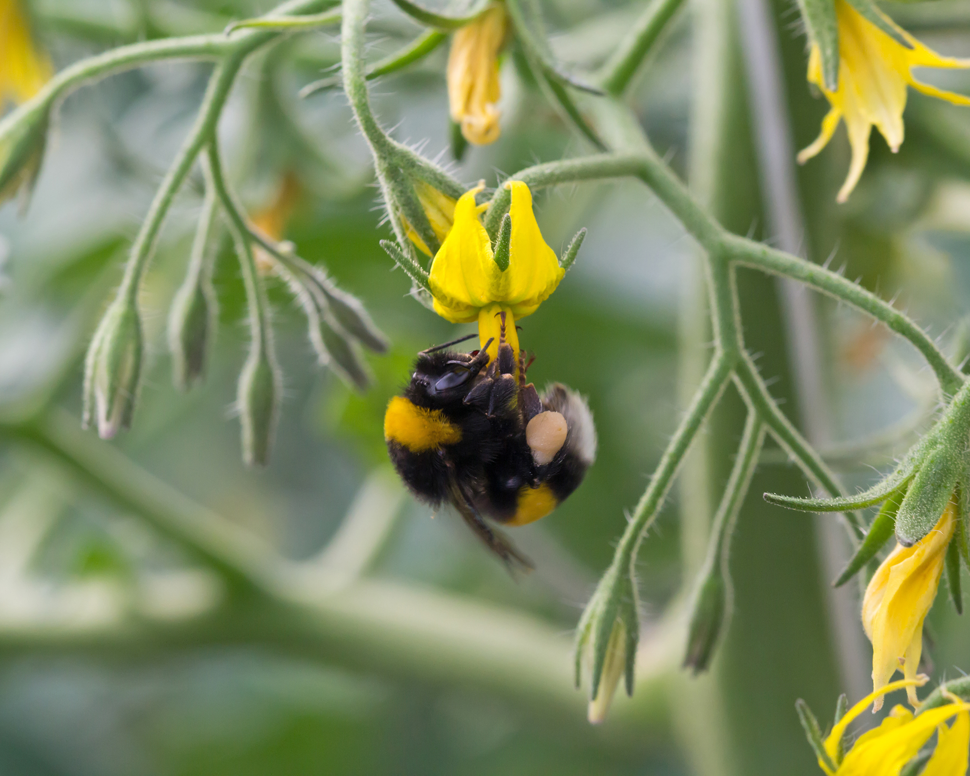 Bumblebee on tomato flower