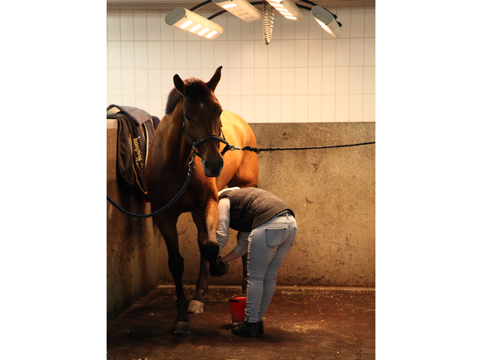 Behind the scenes with Olympic champion Steve Guerdat