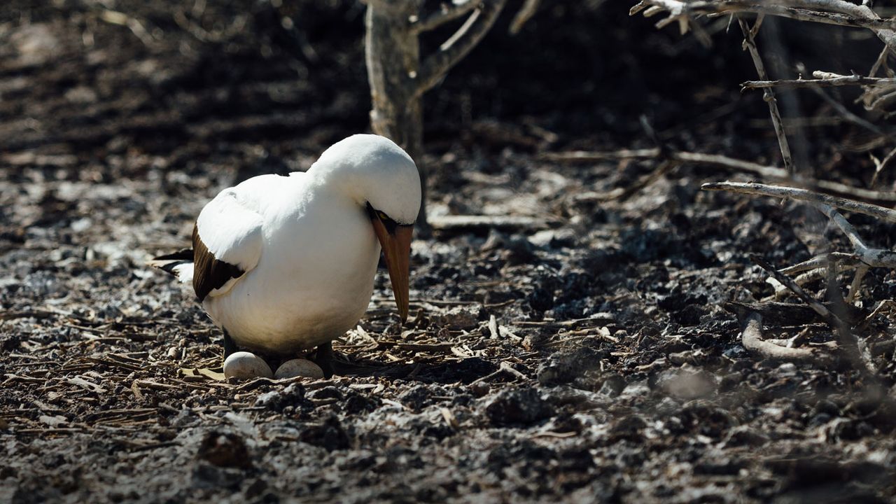 Galapagos Islands cruise on Santa Cruz II