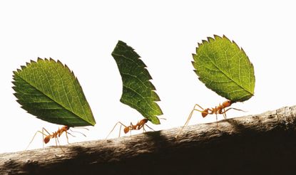 three ants carrying leaves
