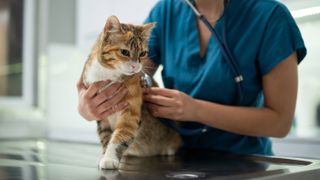 Female vet checking cat