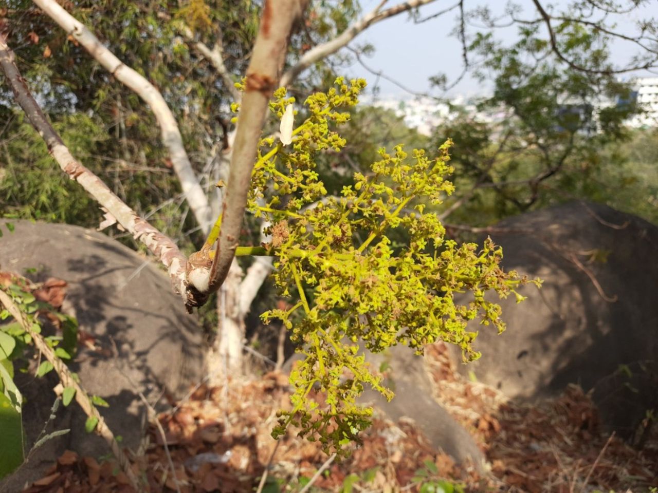 A Chinese Pistache Tree