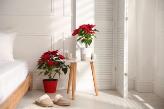 poinsettia plants in a white bedroom