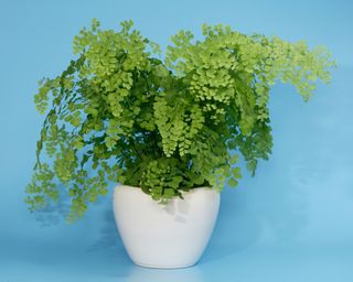 Maidenhair Fern in a white plant pot