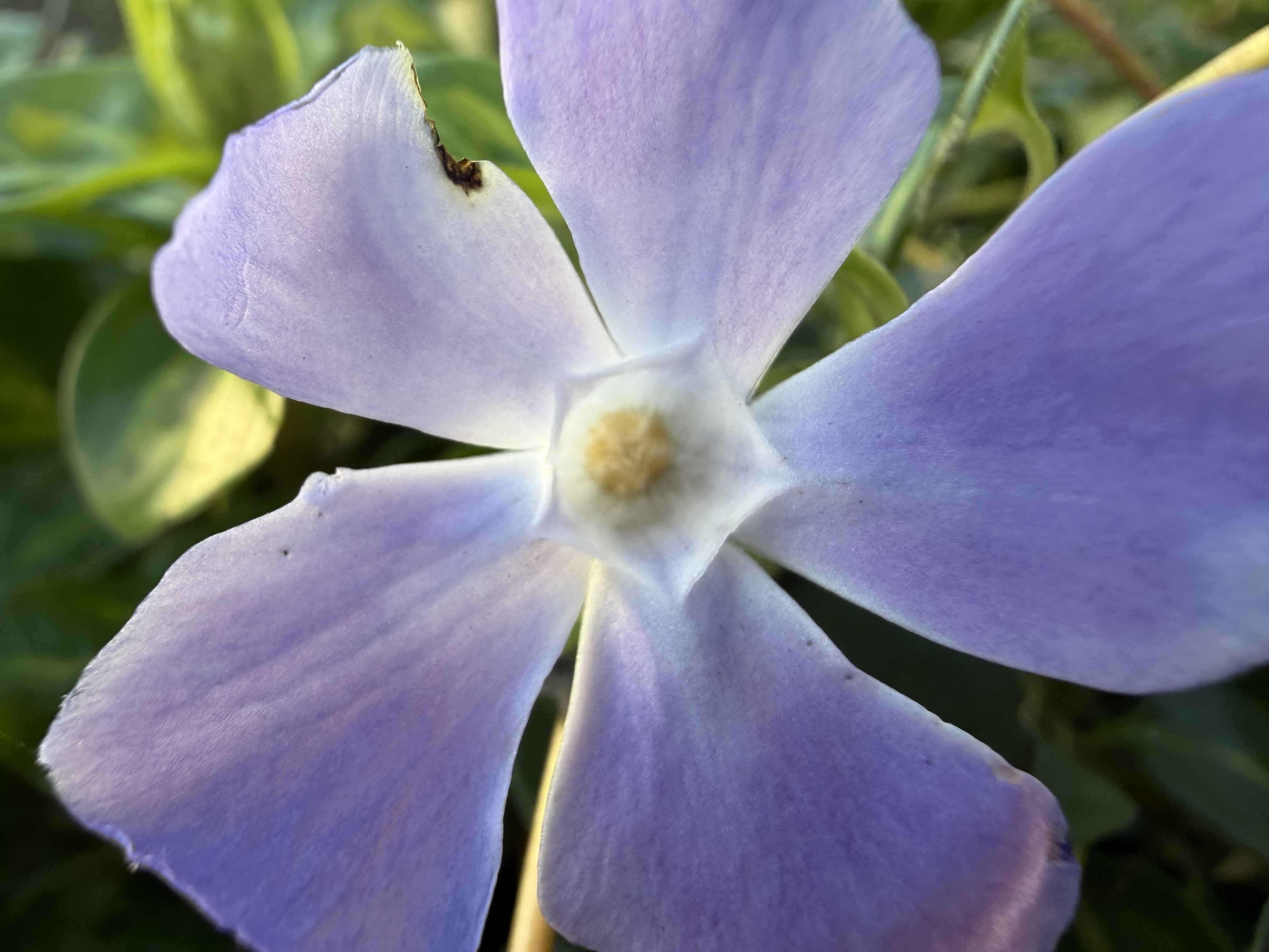 iPhone 17 Pro camera sample macro ultrawide