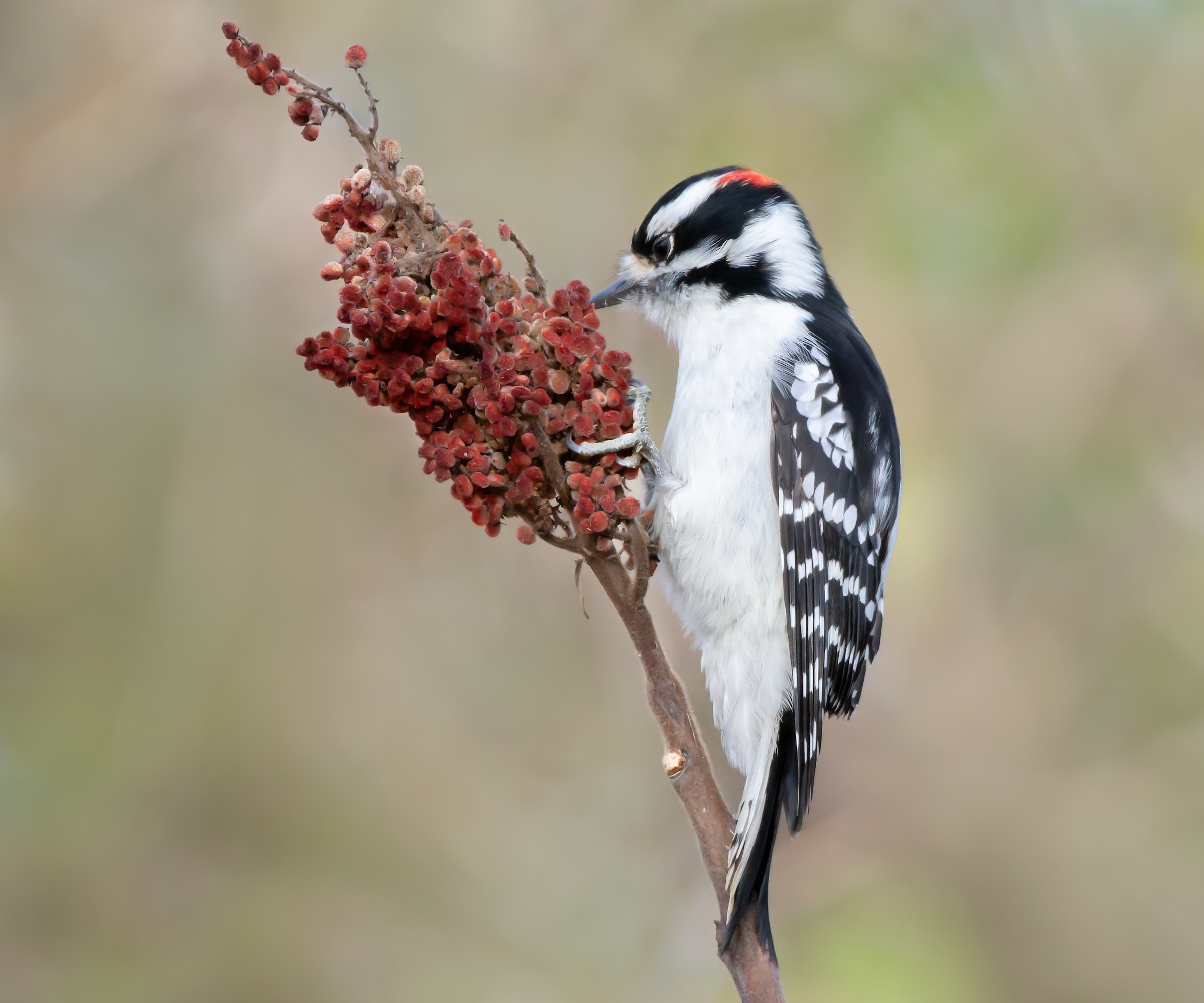 Downy woodpecker on sumac