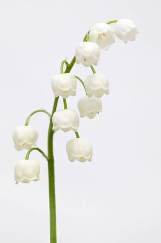 Lilly of the Valley - convallaria majalis.